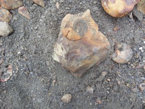 Broken ammonites are not considered Shaligram. A broken stone such as this one is unfortunately, "a blind eye."