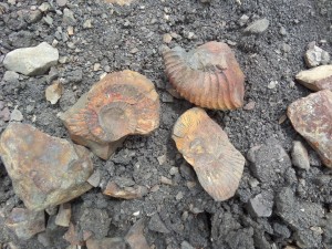 This particular bed of ammonites was revealed in a landslide after the April Gorkha Earthquake.