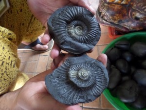 Broken Shaligram - A typical shop stone.