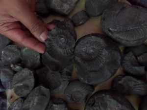 Another broken Shaligram. Every stone, with a couple of rare exceptions, was sold in this manner.