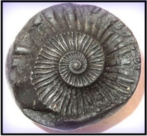 Sudarshan Shaligram