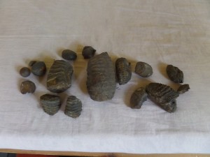 This was the day's "haul" from the Shaligram bed.