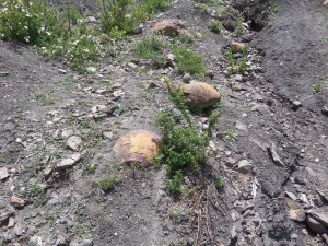 These raw "Golden Egg" type Shaligrams have been exposed by a recent landslide related to the earthquake.