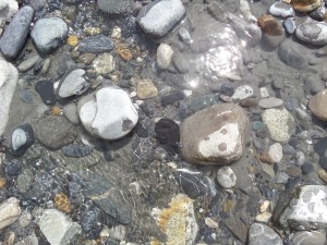 A Shaligram Appears in the River!