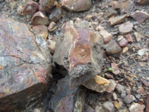 A quartz structure in a "raw" ammonite fossil resembling a "cow hoof"