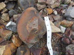 Another ammonite fossil emerging out of the erosion wash.