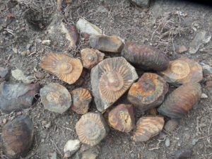 Ammonite fossils -- Kshetra Shaligram (Mountain-born Shaligram)