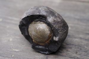 Hiranyagarbha/Chandra Shiva Shaligram