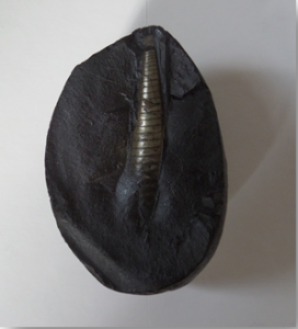 Golden Shiva Linga Shaligram